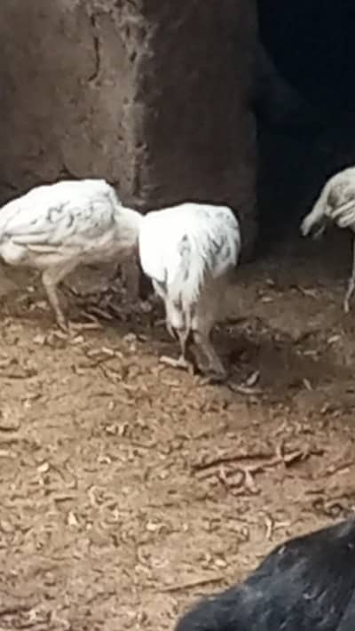 white murgi for sale