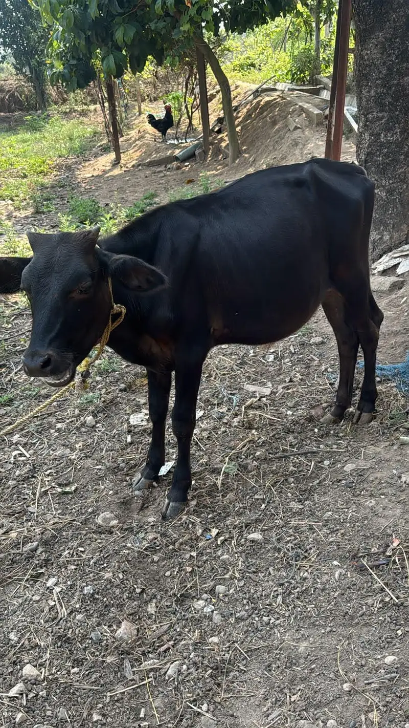 animal for sale — photo 2