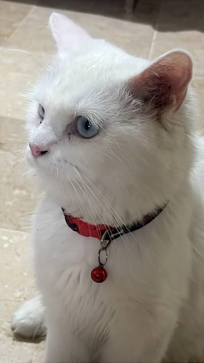 white, blue eyed Persian cat for sale