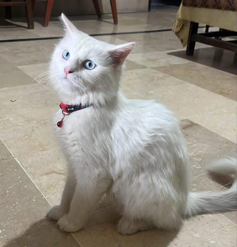 white, blue eyed Persian cat for sale — photo 2