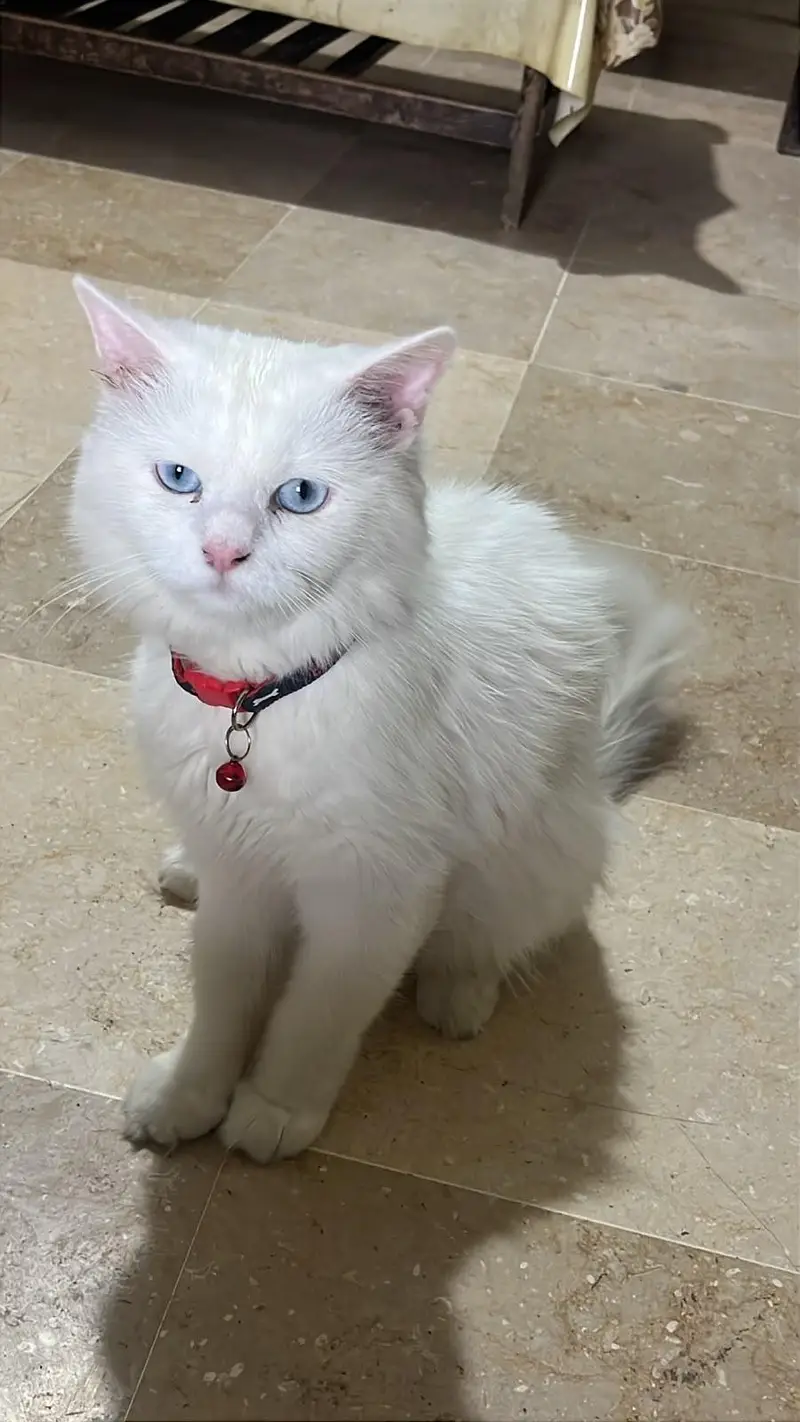 white, blue eyed Persian cat for sale — photo 3