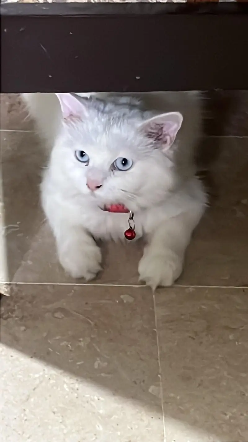 white, blue eyed Persian cat for sale — photo 4