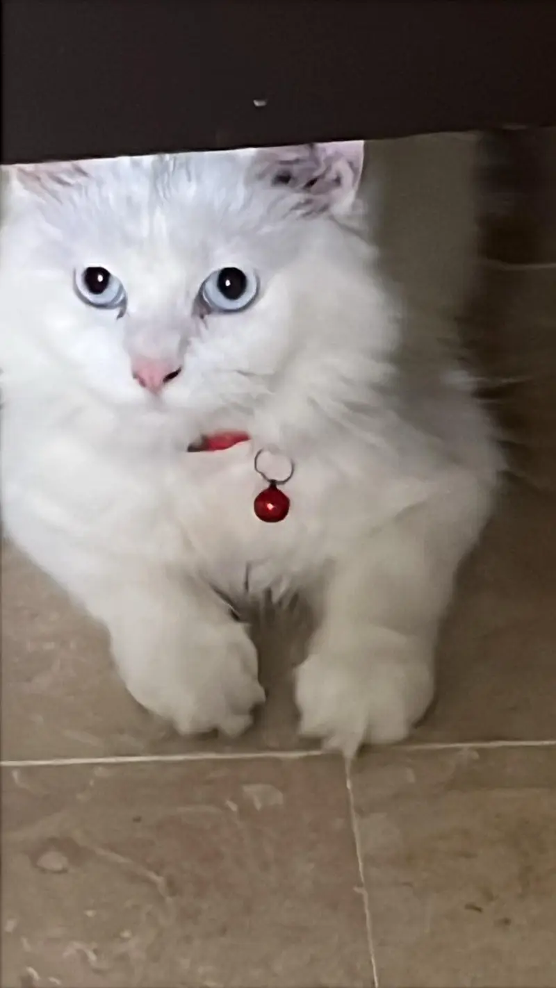 white, blue eyed Persian cat for sale — photo 5