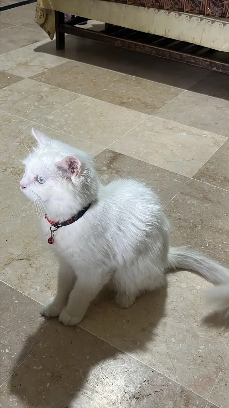 white, blue eyed Persian cat for sale — photo 6
