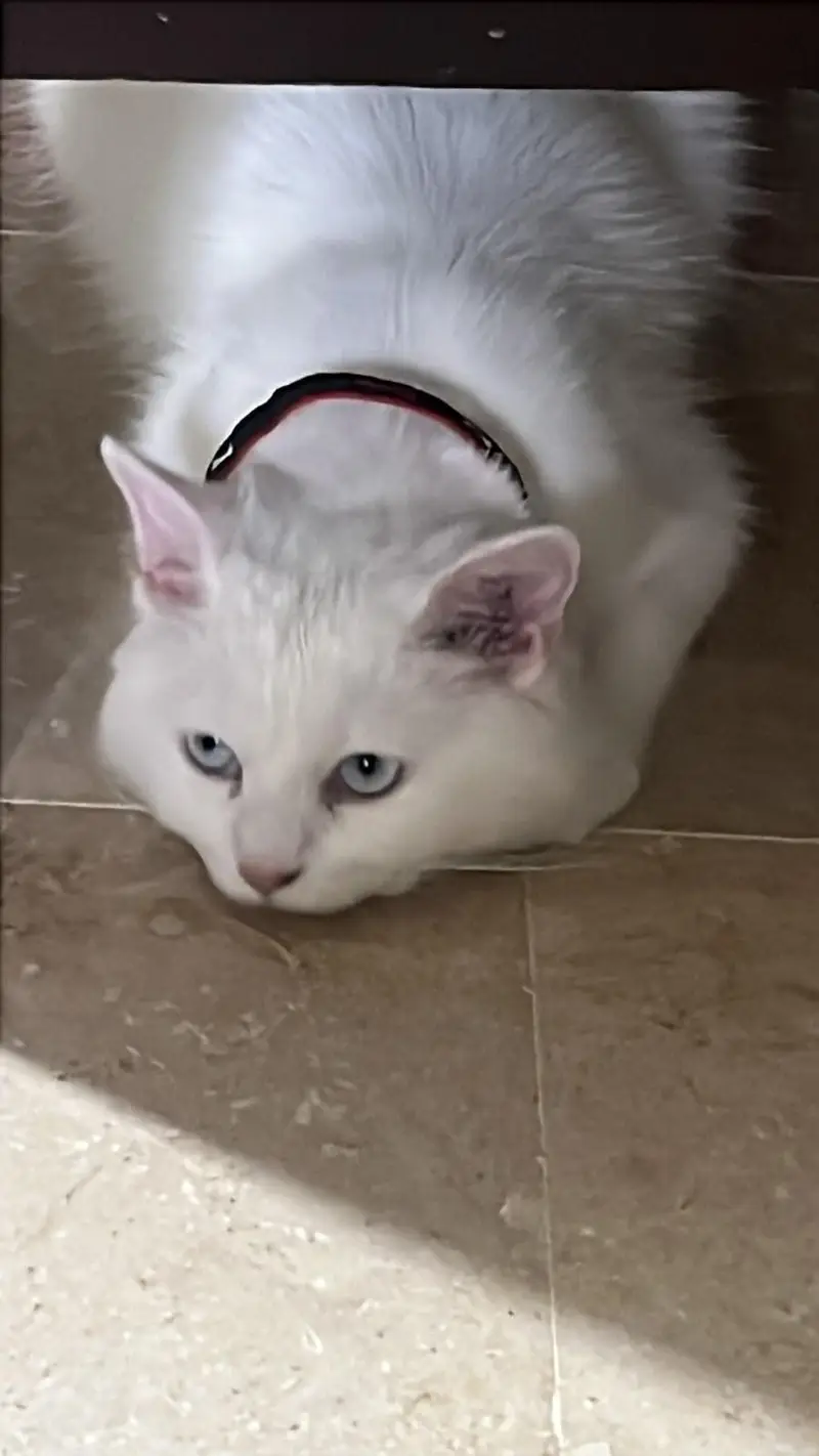 white, blue eyed Persian cat for sale — photo 7