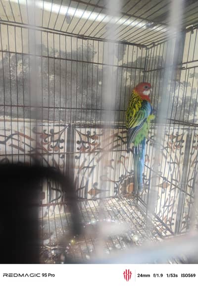 Rosella perrot