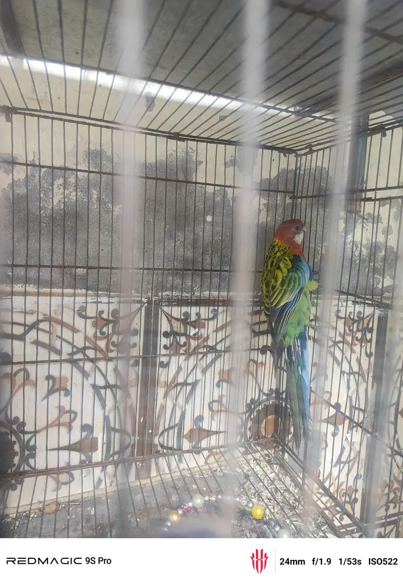 Rosella perrot — photo 2