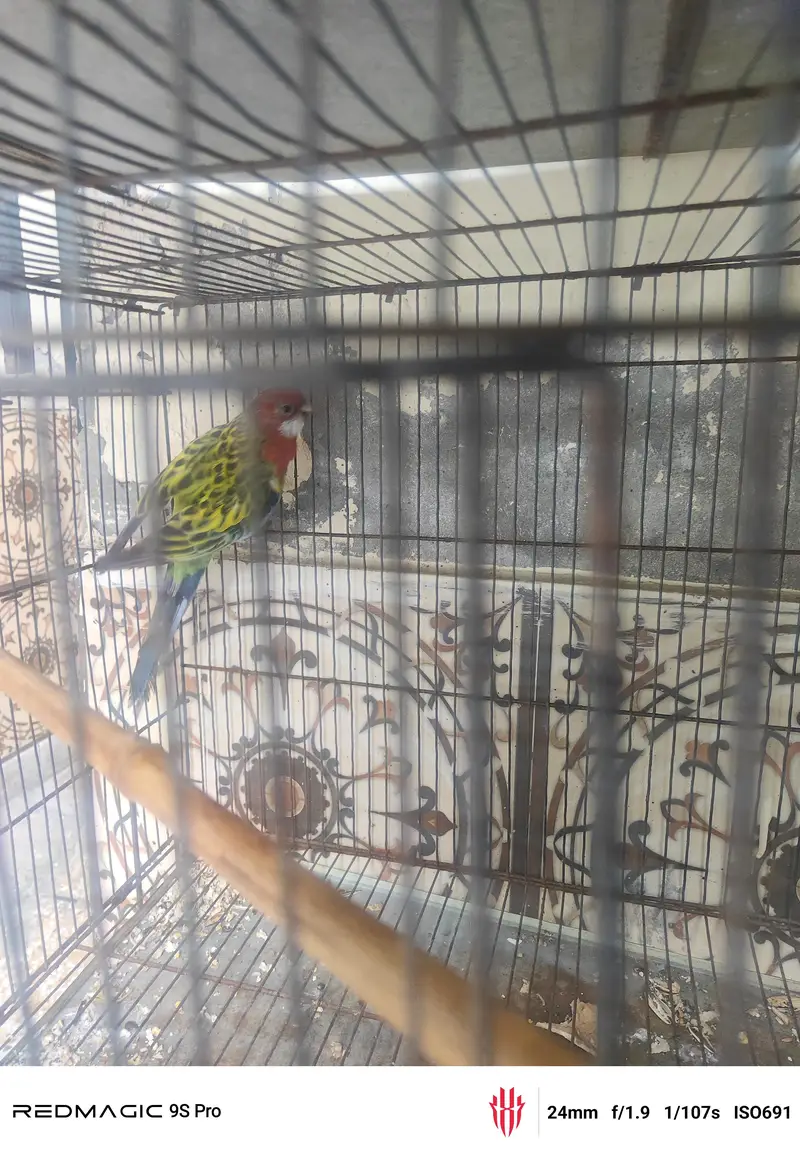 Rosella perrot — photo 3