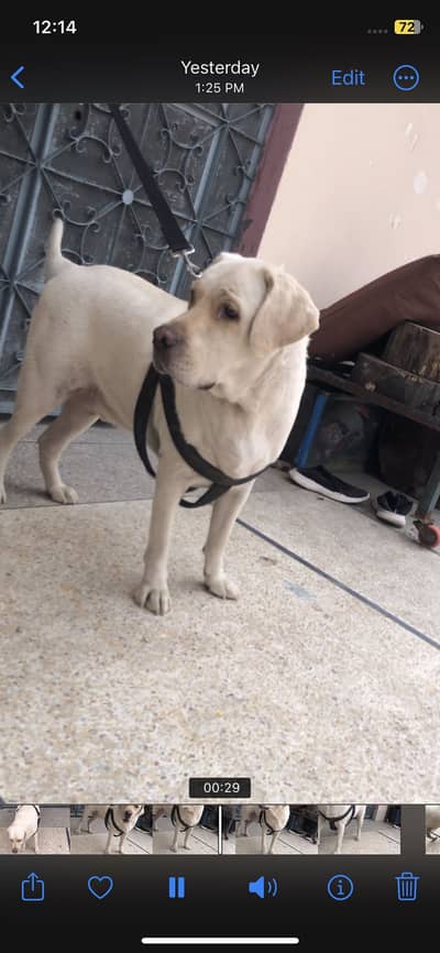 British Labrador pure breed