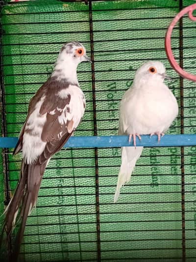 DIAMOND PIED DOVE PAIR