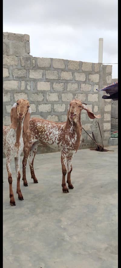makhki cheena bakrii