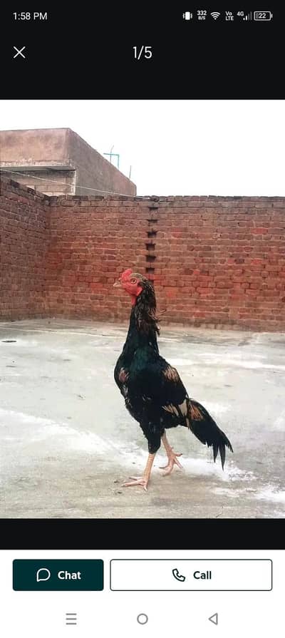Aseel lasani03432628764wats aap only
