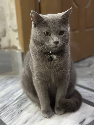 British short hair cat for sale