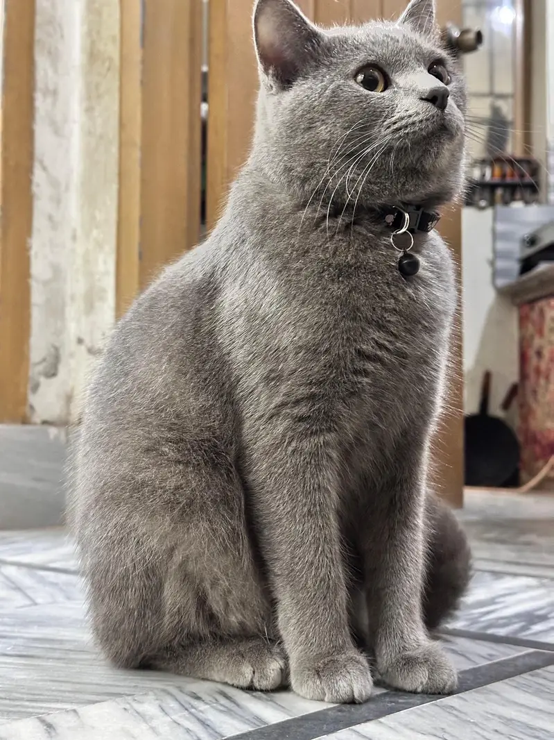 British short hair cat for sale — photo 2