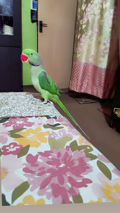 Raw parrots