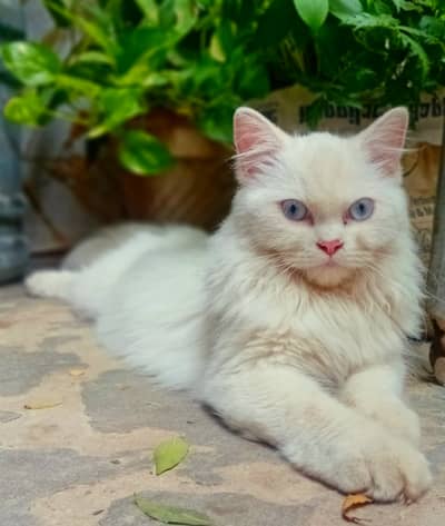Pure White High Quality  Persian Cat