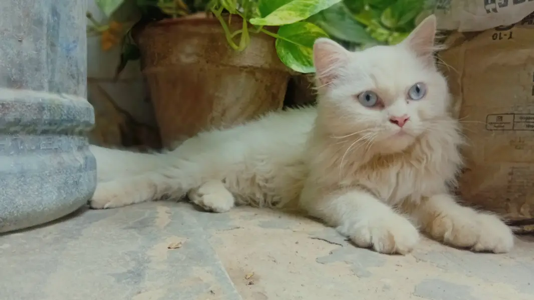 Pure White High Quality  Persian Cat — photo 2