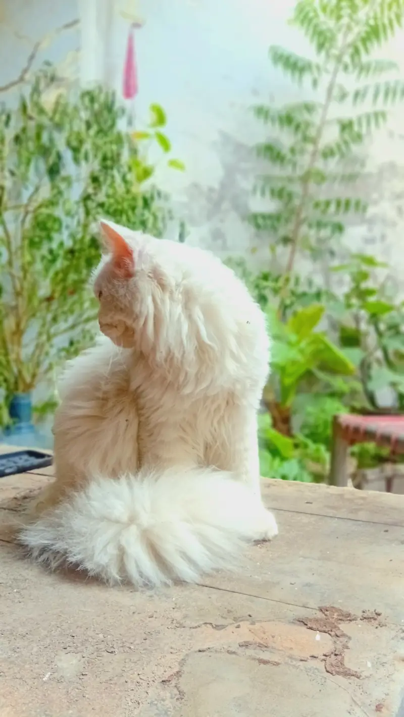 Pure White High Quality  Persian Cat — photo 3