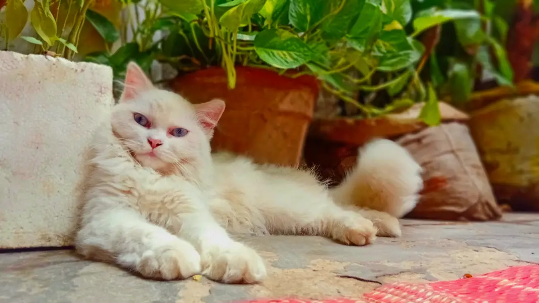 Pure White High Quality  Persian Cat — photo 4