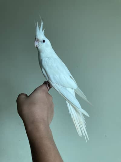 tame eno cocktail