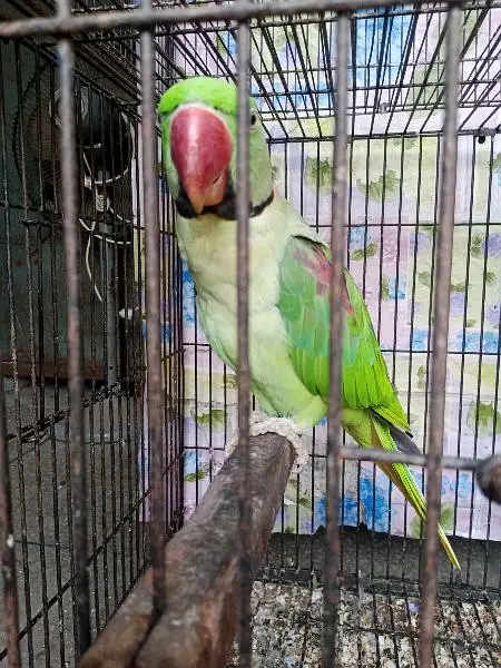 Ready to bread talking pair — photo 4