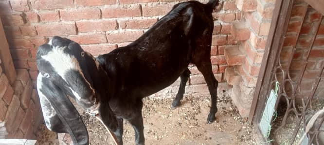 Pregnant Goat for Sale – 25 Days Pregnant