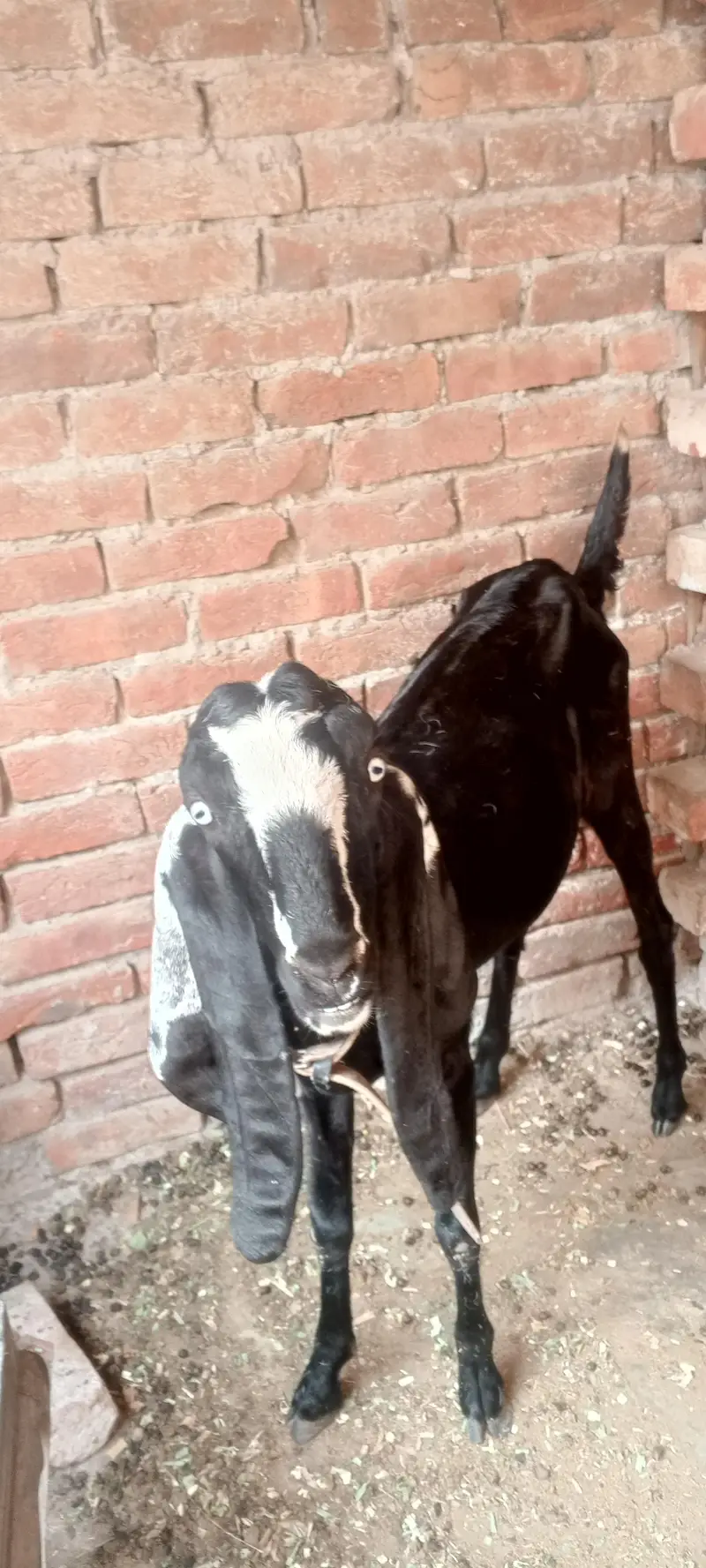 Pregnant Goat for Sale – 25 Days Pregnant — photo 2