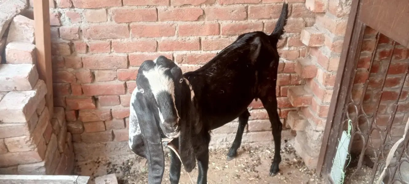 Pregnant Goat for Sale – 25 Days Pregnant — photo 3