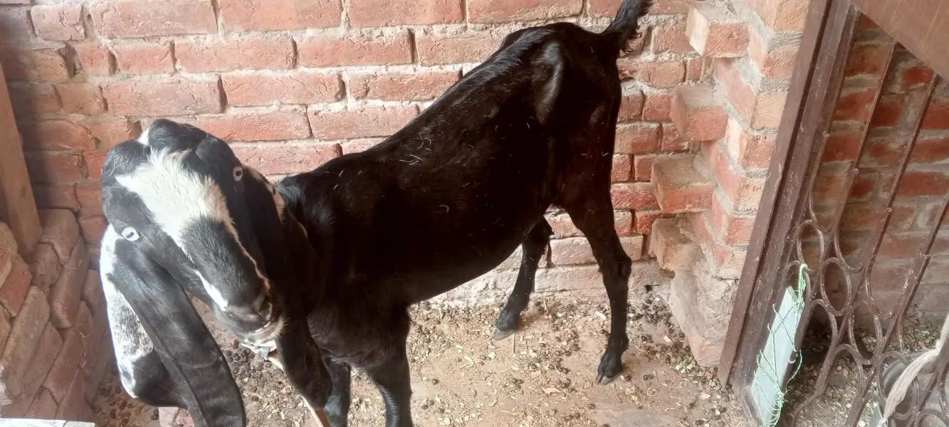 Pregnant Goat for Sale – 25 Days Pregnant — photo 4