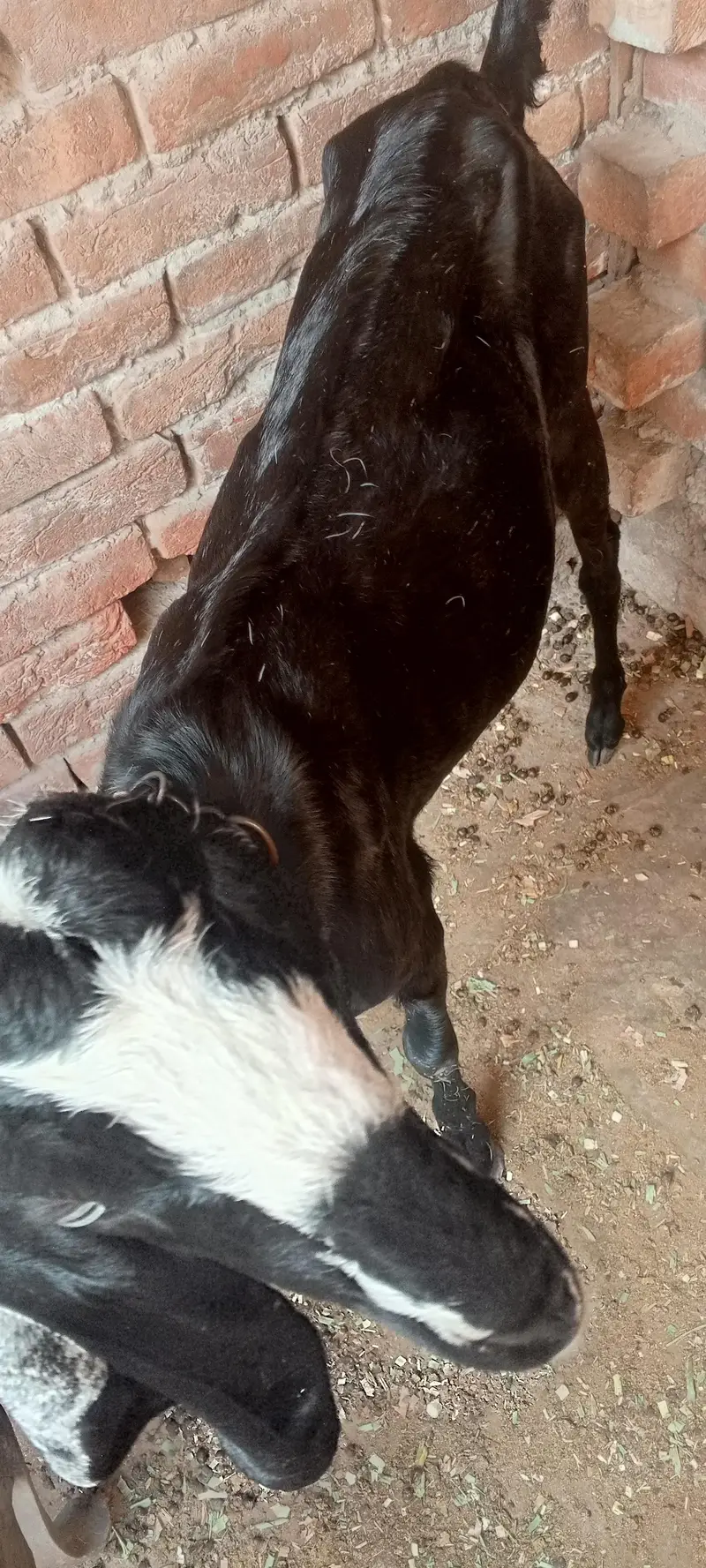 Pregnant Goat for Sale – 25 Days Pregnant — photo 5