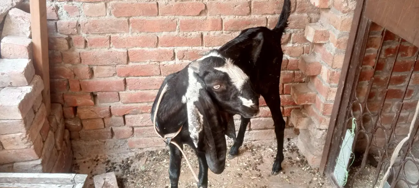 Pregnant Goat for Sale – 25 Days Pregnant — photo 6