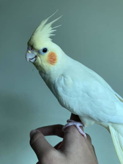 tame lutino cocktail