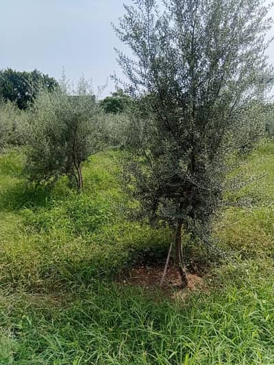 Olive-Plants; grown up 4-5 years age