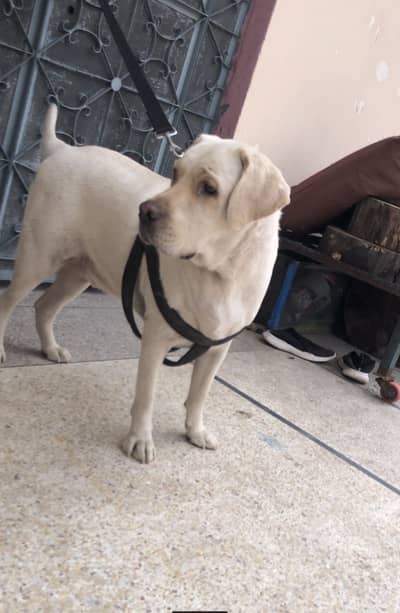British Labrador pure breed