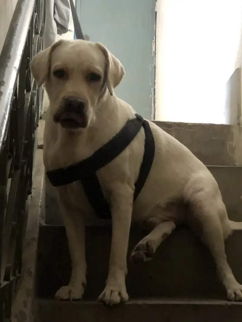 British Labrador pure breed — photo 3