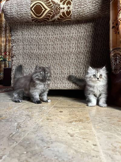 Triple coated kittens