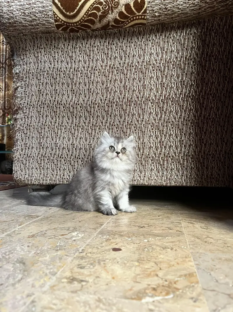 Triple coated kittens — photo 2