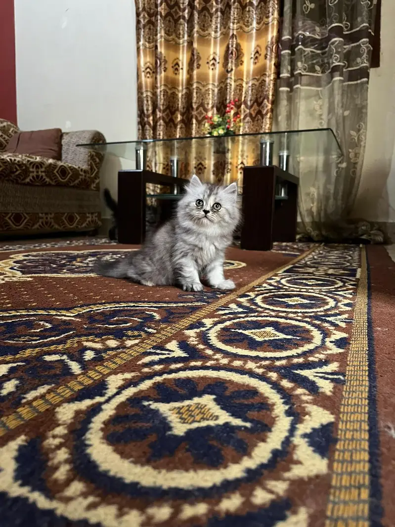 Triple coated kittens — photo 3