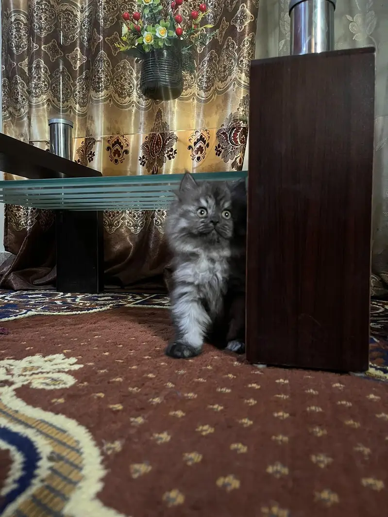 Triple coated kittens — photo 4