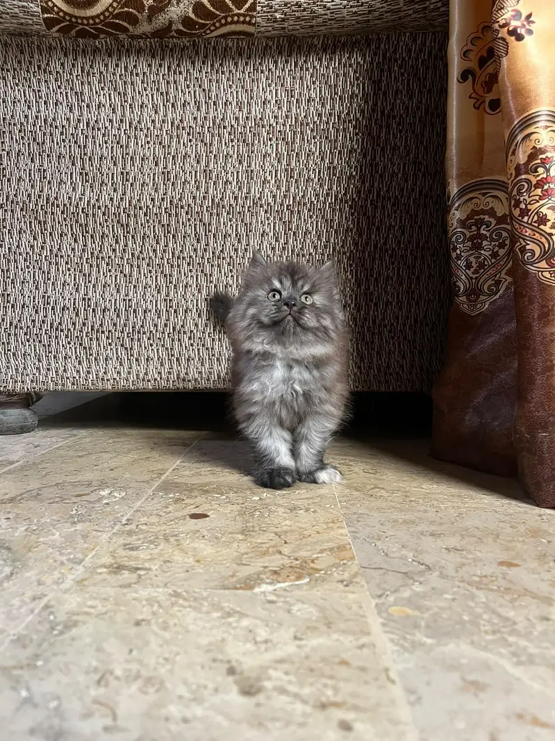 Triple coated kittens — photo 5