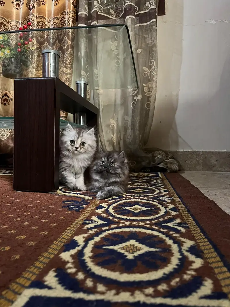 Triple coated kittens — photo 6