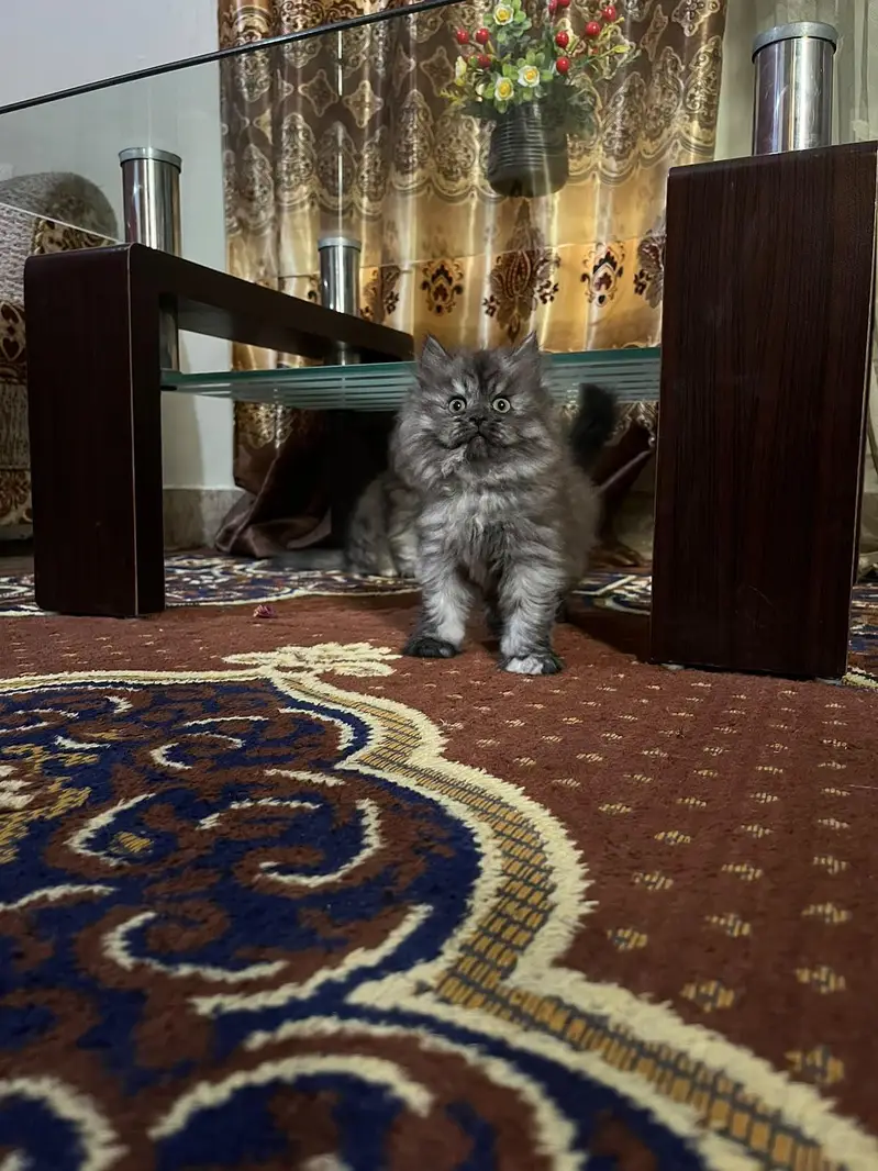 Triple coated kittens — photo 7