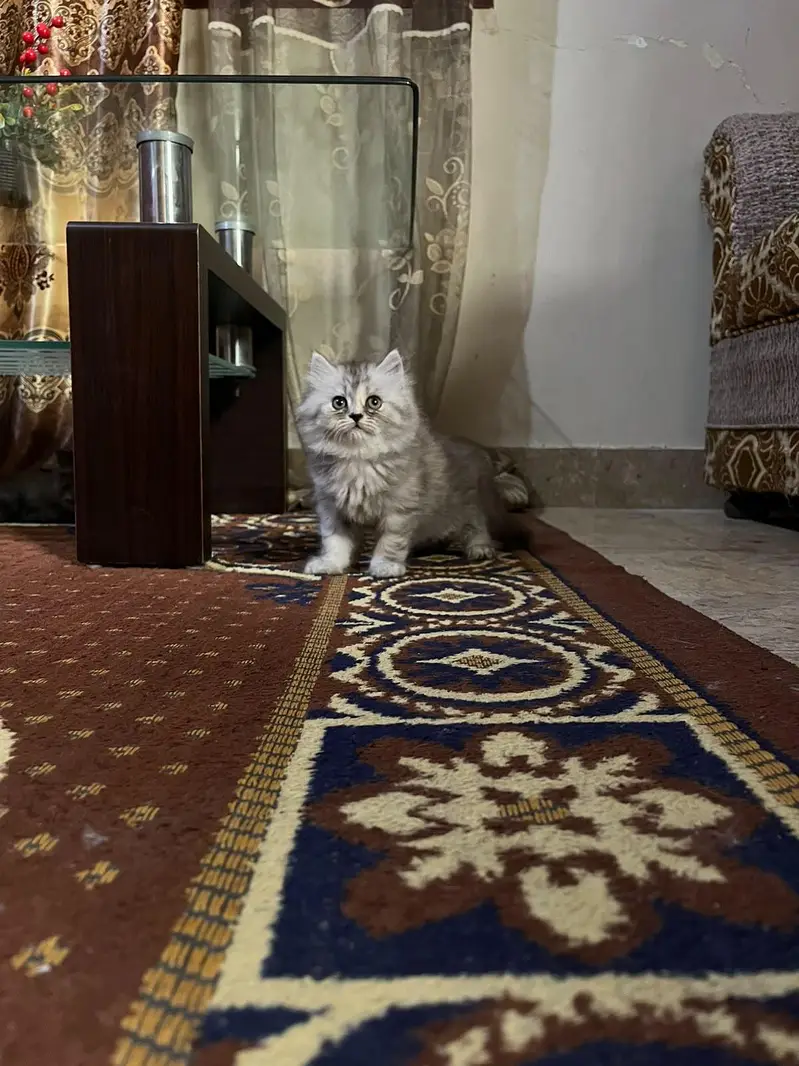 Triple coated kittens — photo 8