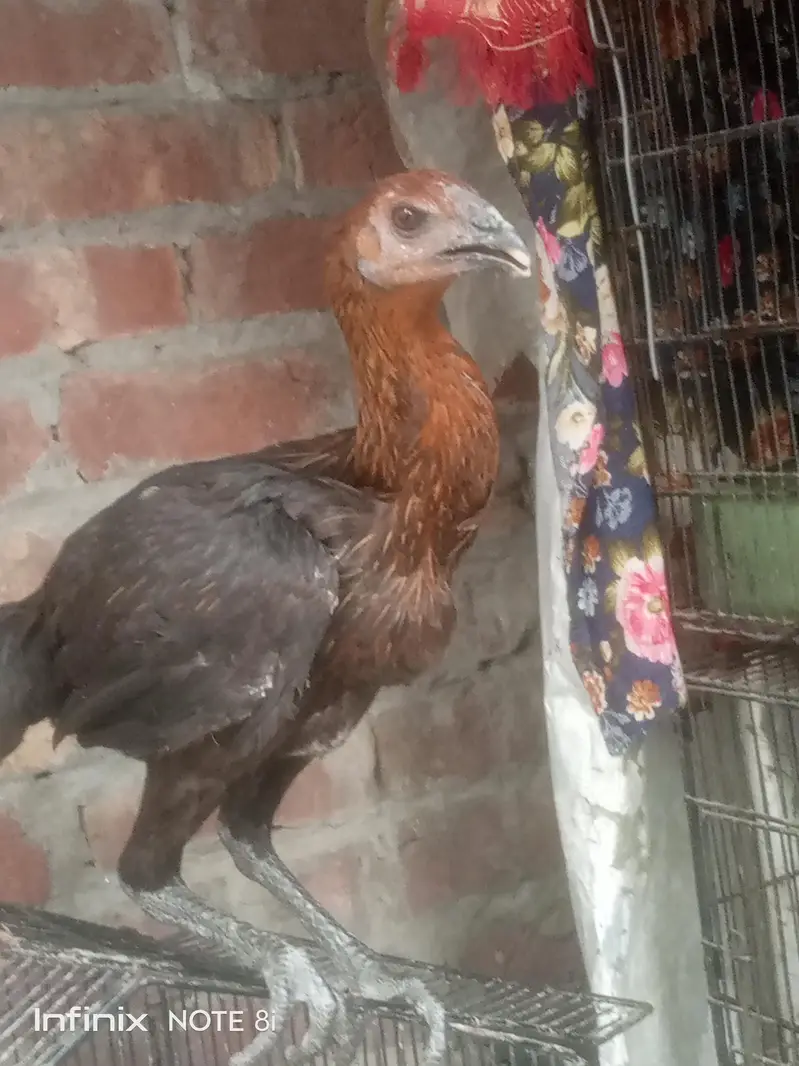 Dragon Aseel — photo 3