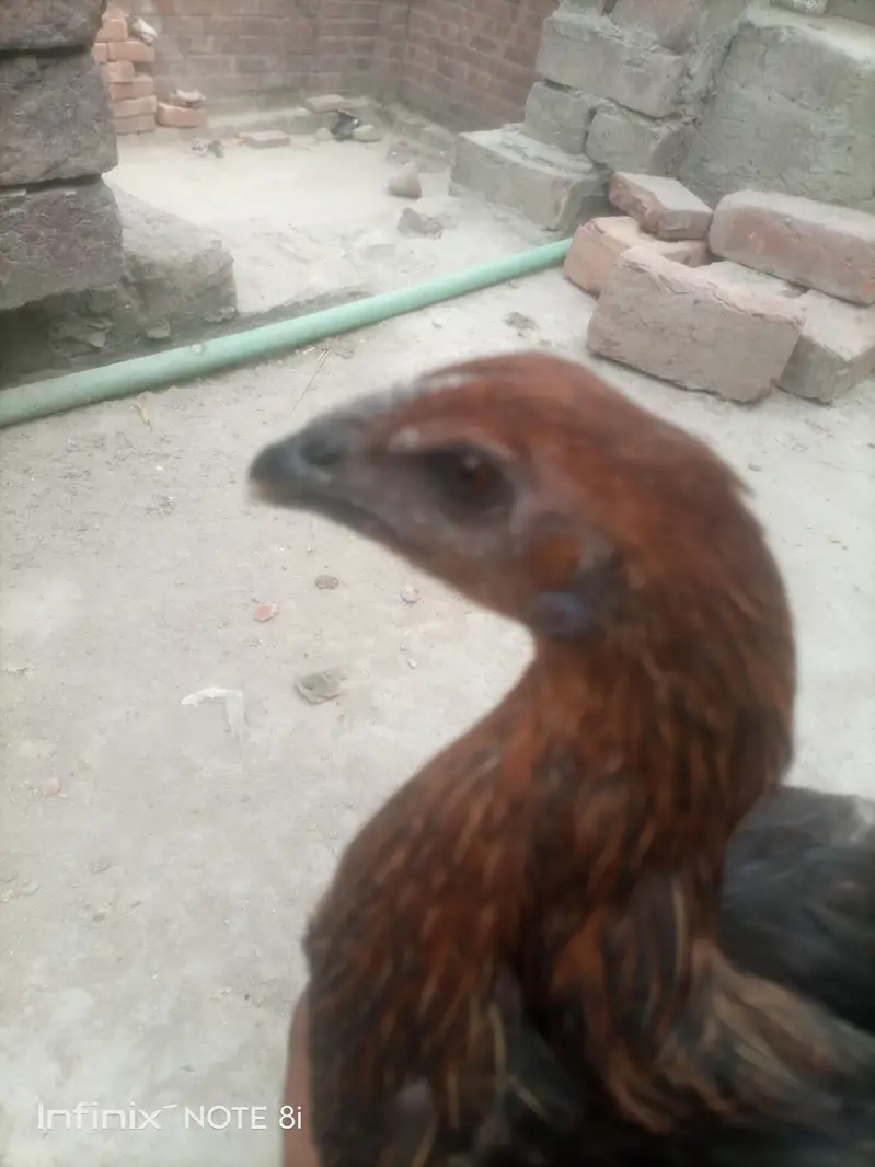 Dragon Aseel — photo 6