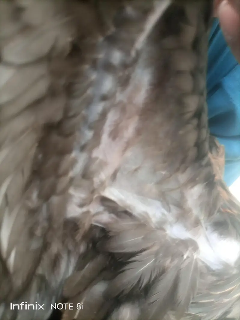 Dragon Aseel — photo 7