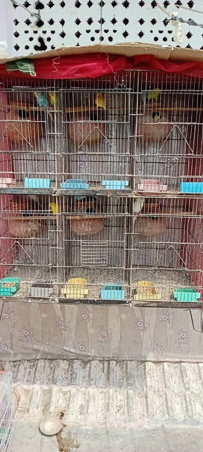 6 khane ka jaal hai 6 pair hain ready to breed 03702552598