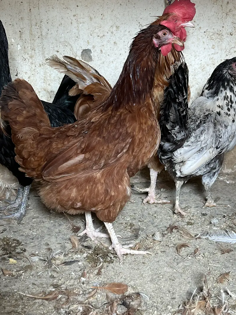 Golden Misri — photo 5