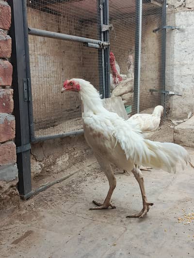 Pair of Aseel Heera