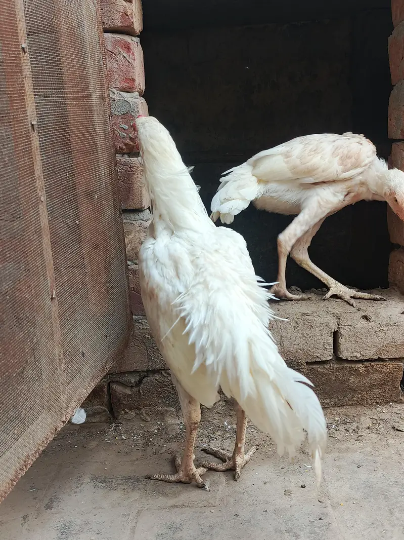 Pair of Aseel Heera — photo 3